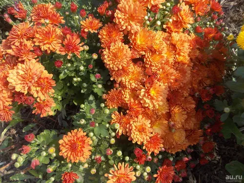 240Х320 Цветы Обои на телефон группа оранжевых цветов