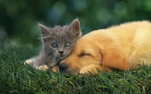 Hd Животные Обои на телефон кошка и щенок лежат в траве