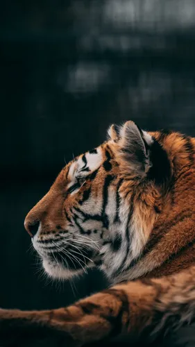 Hd Животные Обои на телефон тигр лежа