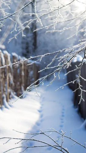 Андроид Зима Обои на телефон дерево со снегом