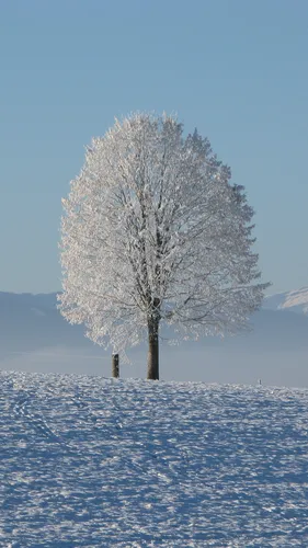 Андроид Зима Обои на телефон дерево в заснеженном поле