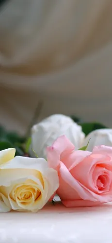 Белые Розы Обои на телефон группа розовых роз