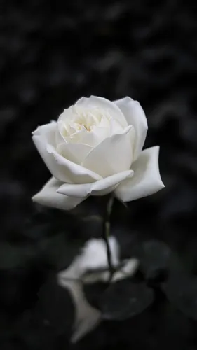 Белые Розы Обои на телефон белый цветок на черном фоне