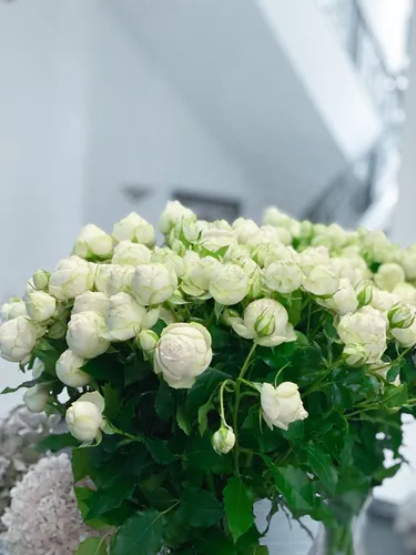 Белые Розы Обои на телефон белые цветы крупным планом