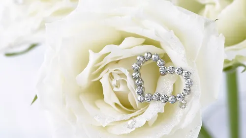 Белые Розы Обои на телефон белый цветок с бриллиантовым кольцом