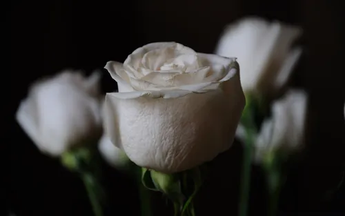 Белые Розы Обои на телефон фотография