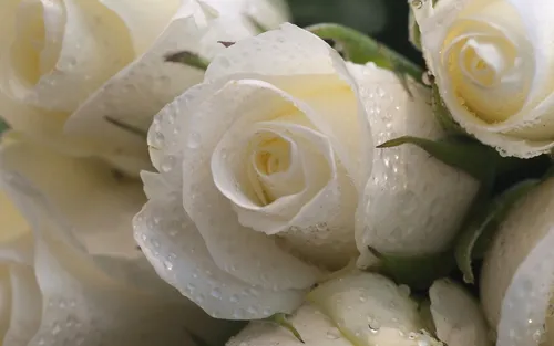 Белые Розы Обои на телефон белые розы крупным планом