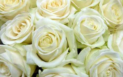Белые Розы Обои на телефон группа желтых роз