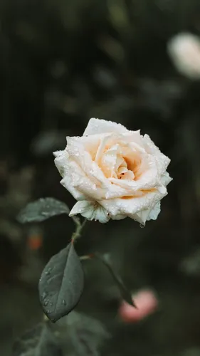 Белые Розы Обои на телефон цветок крупным планом