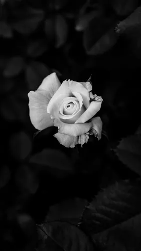 Белые Розы Обои на телефон белая роза на черном фоне