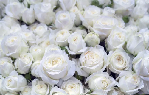 Белые Розы Обои на телефон большая группа белых цветов
