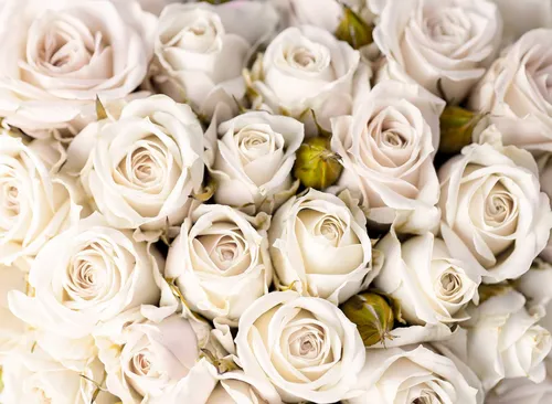 Белые Розы Обои на телефон изображение