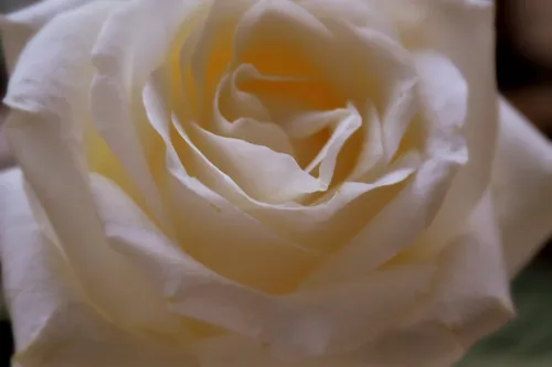 Белые Розы Обои на телефон снимок