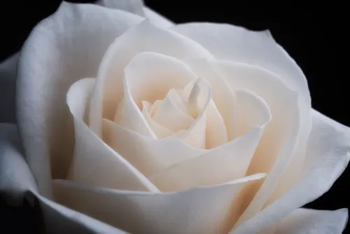Белые Розы Обои на телефон белая роза в белой вазе