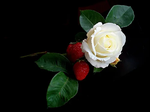 Белые Розы Обои на телефон белая роза и красная роза