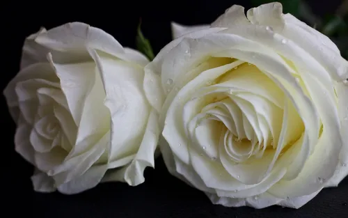 Белые Розы Обои на телефон пара белых роз