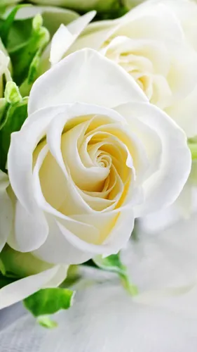 Белые Розы Обои на телефон крупный план белой розы