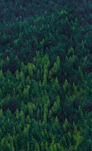 Бесплатно Природа Обои на телефон лес деревьев