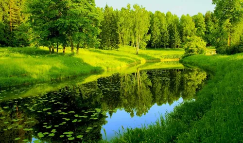 Бесплатно Природа Обои на телефон пруд, окруженный травой и деревьями