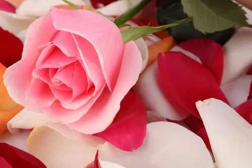 Бесплатно Цветы Обои на телефон розовая роза крупным планом
