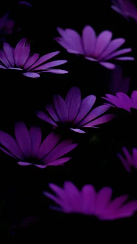 Бесплатно Цветы Обои на телефон группа фиолетовых цветов