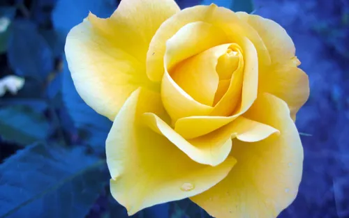 Бесплатно Цветы Обои на телефон желтый цветок с каплями воды