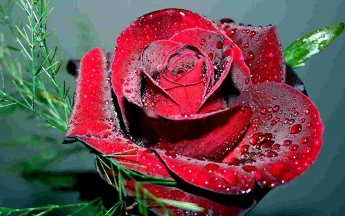 Бесплатно Цветы Обои на телефон красная роза с каплями воды