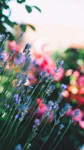 Бесплатно Цветы Обои на телефон крупный план некоторых цветов