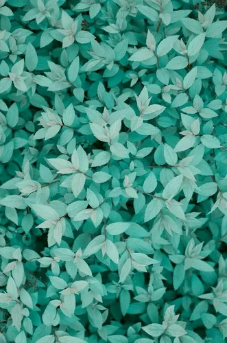 Бирюзового Цвета Обои на телефон группа зеленых листьев