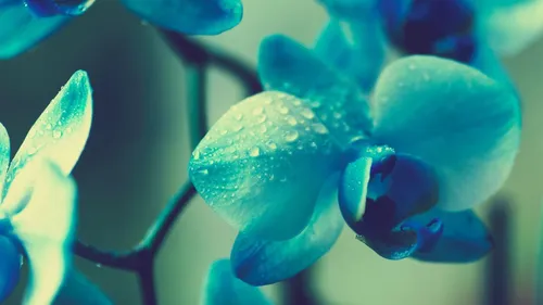 Бирюзового Цвета Обои на телефон синий цветок крупным планом