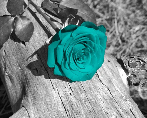 Бирюзового Цвета Обои на телефон голубая роза на деревянной поверхности
