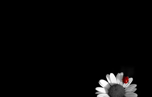 Божья Коровка Обои на телефон белый цветок на черном фоне