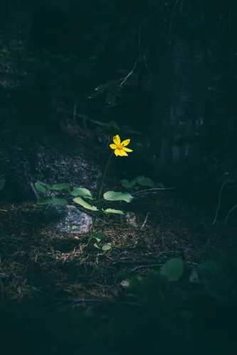 Боль Обои на телефон желтый цветок в лесу