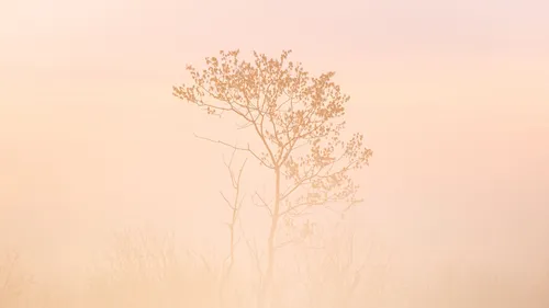 В Бежевых Тонах Обои на телефон дерево в туманной зоне