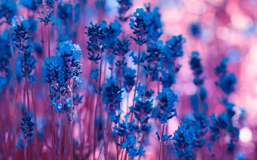 В Голубых Тонах Обои на телефон крупный план фиолетовых цветов