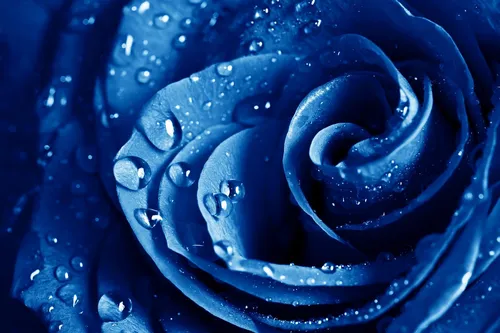 В Голубых Тонах Обои на телефон голубая роза крупным планом