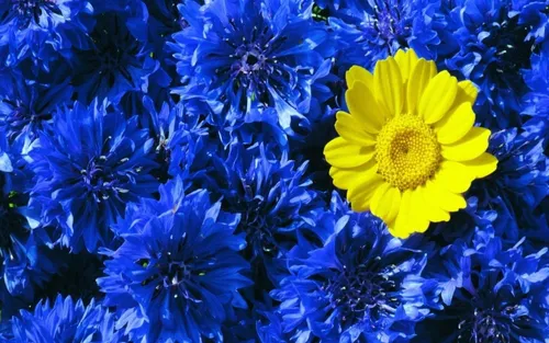 Васильки Обои на телефон желтый цветок в окружении синих цветов