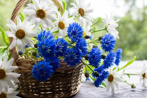 Васильки Обои на телефон корзина белых и синих цветов