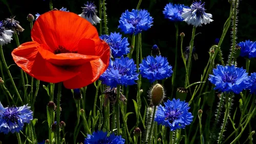 Васильки Обои на телефон цветок с синими и оранжевыми цветами