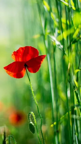 Васильки Обои на телефон красный цветок в поле