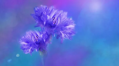 Васильки Обои на телефон пара фиолетовых цветов