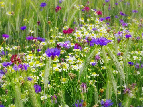 Васильки Обои на телефон поле фиолетовых цветов