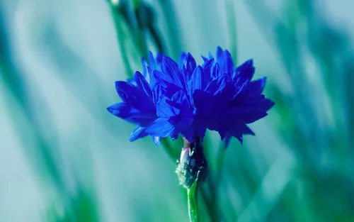 Васильки Обои на телефон крупный план синего цветка