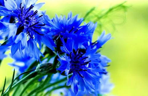 Васильки Обои на телефон крупный план голубых цветов