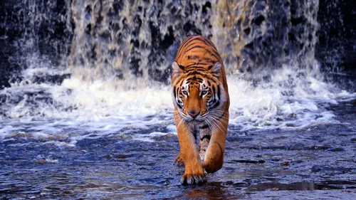 Водопад Горы Обои на телефон тигр, бегущий в воде