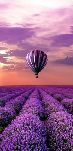 Воздушные Шарики Обои на телефон воздушный шар над полем фиолетовых цветов