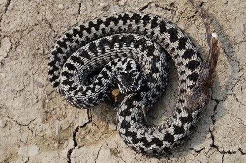 Гадюка Фото змея, свернутая на скалу