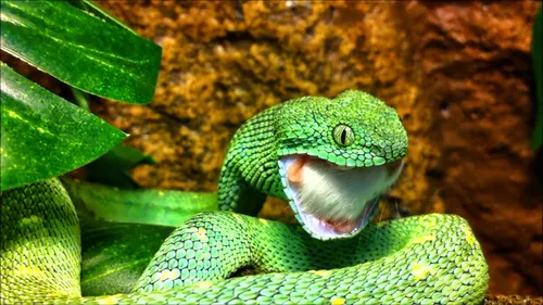 Гадюка Фото зеленая ящерица на листе