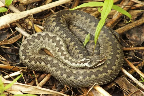 Гадюка Фото змея в грязи
