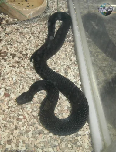 Гадюка Фото черная змея на ковре